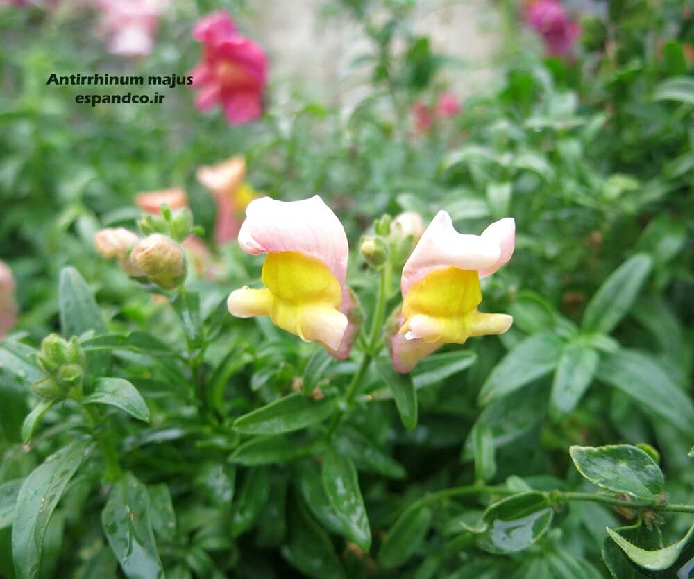  دانه گل میمون 